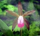 ���ȥ쥢 �ɡ��ޥ˥���<BR>C.dormaniana�ڲ֤ʤ�����