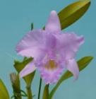 ���ȥ쥢 �ȥꥢ�ͥ� ���󥫥顼 �ƥ��쥬�󥹡�<BR>C.trianaei var. concolor ��Elegance�� BM/JOGA�ڲ֤ʤ�����
