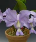 ���ȥ쥢 �Υӥꥪ���� ����쥢<BR>C.nobilior var. coerulea�ڲ֤ʤ�����