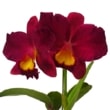 ڲ֤ʤ ȥ쥢 ǥХ󥿥 ƥ塼 C.(Slc.)Wendy's Valentine June ۼ 3ȭ 25cm ֥(BS)