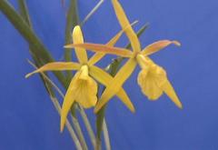 �֥饽���ȥ쥢 ����㡼�ɥߥ塼�顼 �ƥ�����ɥ�������Bc.Richard Muller ��Gold Star�ǡڲ֤ʤ�����