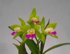 ���ԥ��ȥ쥢 �ͥȥ饷��ե����󥰥꡼�� �ƥԥ奢���顼��Epc.Netrasiri Fine-Green ��Pure Color�ǡڲ֤ʤ�����