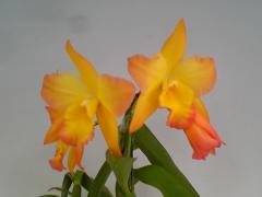 ����ʥ��� ���åץ�֥��å��� �ƥ���󥸡�Iwanagara Apple Blossum ��Orange�ǡڲ֤ʤ�����