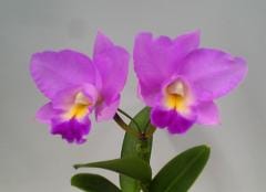 ��ꥪ���ȥ쥢 �����⥢����Lc.Cosmo Aloha�ڲ֤ʤ�����