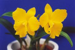 Potinara Free SpiritCarmelaǥݥʥ ե꡼ԥå ڲ֤ʤ