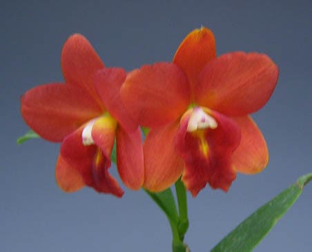 ���ե���ꥪ���ȥ쥢 ���󥷥󥰥��ե��ǥ��� �ƥ��ȥ���Slc.Dancing Daffodil ��Sitoro�� (Slc.Precious Stones x Slc.Little Hazel)�ڲ֤ʤ�����