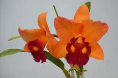 �ݥ��ʥ� ��֥����� �ƥ��ȡ���Pot.Love Call ��Sato�ǡڲ֤ʤ�����