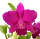 ���ե���ꥪ���ȥ쥢 �ߥ業 �ƥ�ȥ륭�󥰡�<BR>Slc.Miyuki ��Little King�ǡڲ֤ʤ�����