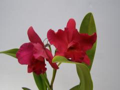 ���ե���ꥪ���ȥ쥢 �⡼�˥󥰥����� �ƥҥȥߡ�Slc.Morning Glow ��Hitomi�� BM/JOGA�ڲ֤ʤ�����