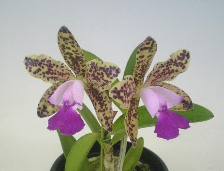 カトレア カトレア #cattleya