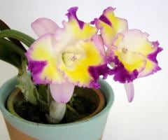 եꥪȥ쥢 ޥꥺӡ ƥѥåSlc.Mari's Beat Passionǡڲ֤ʤ