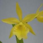 �֥饽��ꥪ���ȥ쥢 �ϥߥ󥰥С��� �ƥ饤��饤�ȡ�<BR>Blc.Humming Bird ��Lime Light�ǡڲ֤ʤ�����