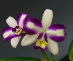 �֥饽��ꥪ���ȥ쥢 �ۡ��楢��ӥ塼�ƥ��� �ƥۥ��Blc.Haw Yuan Beauty ��Hong�ǡڲ֤ʤ�����