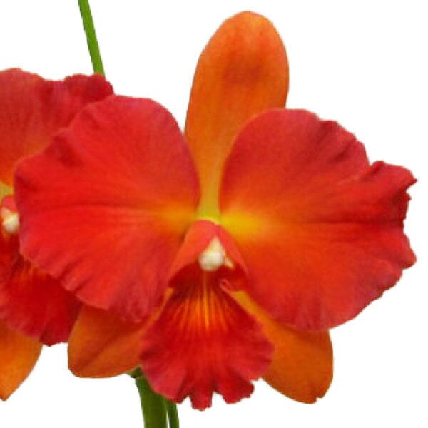 ڲ֤ʤ եꥪȥ쥢 饤ɡ ƥȥХ󥿥 Slc.Sunrise Doll Sweet Valentine ۼ 3ȭ 25cm ֥(BS)