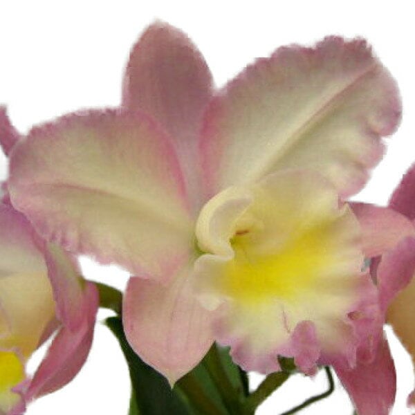 �ڲ֤ʤ����� ���ե����ȥ쥢 �ե����꡼���� �ƥ���ǥ����� Sc.Fairy Land ��Juddy�� ���ۼ� 2.5��ȭ 25cm ���֥�����(BS)