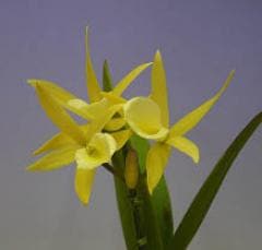 ֥饽ȥ쥢 ӥ쥤 ƥߥեBc.Bill Worsley Mille Feuilleǡڲ֤ʤ