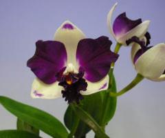 �֥饽��ꥪ���ȥ쥢 �ƥʥ����ߥ��塼��Blc.(Blc.Haw Yuan Beauty x Lc. Lucky Summer) ��Nice Meet You�ǡڲ֤ʤ�����