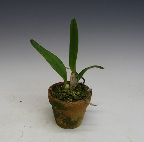 ݥʥ 󥸥륭å No.5Pot.Angel Kiss No.5 BM/JOGA (Blc.Love Sound x S.coccinea)ڲ֤ʤۡդ˾