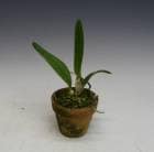 �ݥ��ʥ� ���󥸥��륭�å� ��No.5��<BR>Pot.Angel Kiss ��No.5�� BM/JOGA (Blc.Love Sound x S.coccinea)�ڲ֤ʤ����ۡ��դ˾����������