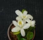 ���ե���ꥪ���ȥ쥢 �ߥ������å� �ƥ��業��<BR>Slc.Misaki Kiss ��Koyuki�ǡڲ֤ʤ�����