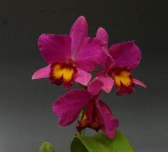 ���ե���ꥪ���ȥ쥢 ��֥���å��� �ƥϥԥͥ���Slc.Love Castle ��Happiness�ǡڲ֤ʤ�����