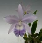 ��ꥪ���ȥ쥢 ��֥Υå� ����쥢<BR>Lc.Love Knot (coerulea)�ڲ֤ʤ�����