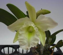 �֥饽���ȥ쥢 ���󥸥���졼�� �ƥ�å���Bc.Angel Lace ��Lack�ǡڲ֤ʤ�����