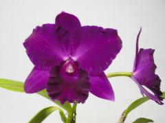 ���ե���ꥪ���ȥ쥢 ��ӡ������� �ƥ��١�Slc.Ruby Ace ��Abe�ǡڲ֤ʤ�����