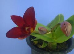 ���ե���ꥪ���ȥ쥢 ��ȥ�إ�����Slc.Little Hazel�ڲ֤ʤ�����