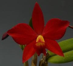 ���ե���ꥪ���ȥ쥢 ��åɥޥ��å� �ƥ�������Υ����������ӥ��Slc.Red Magic ��Koun no Akai Kuchibiru�ǡڲ֤ʤ�����