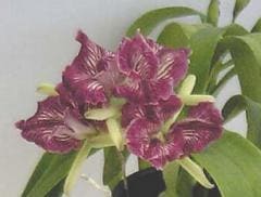 ���ԥ�ꥪ���ȥ쥢 ���ꥢTJ�������� �ƥ����饦���Eplc.Mem.T.J.Geiger ��The Crown�ǡڲ֤ʤ�����