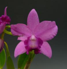 ���ե���ꥪ���ȥ쥢 ��ȥ륭���ǥ��� �ƥ�����Slc.Little Candy ��Kirara�ǡڲ֤ʤ�����