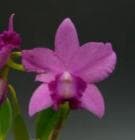 ���ե���ꥪ���ȥ쥢 ��ȥ륭���ǥ��� �ƥ�����<BR>Slc.Little Candy ��Kirara�ǡڲ֤ʤ�����