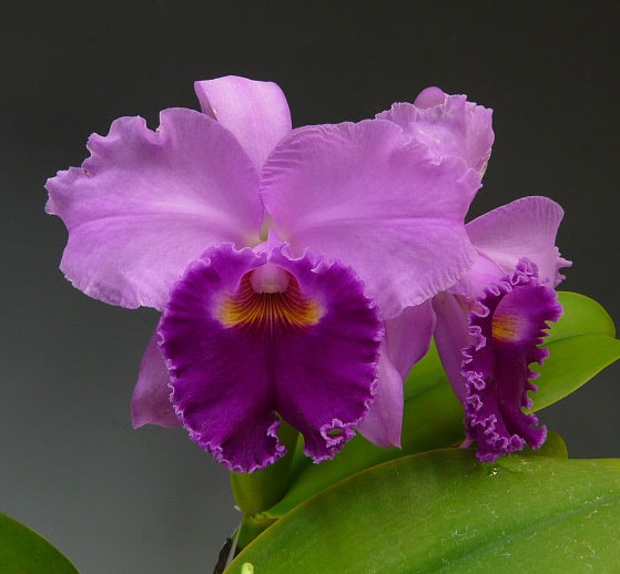 カトレア ディナー<BR>C.Dinah AM/RHS (C.Dupreana x C.Elvina)【花