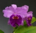 ���ȥ쥢 �ǥ��ʡ�<BR>C.Dinah AM/RHS (C.Dupreana x C.Elvina)�ڲ֤ʤ�����