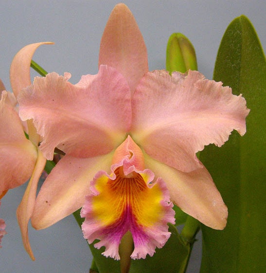 花なし株】 リンコレリオカトレア ジョージキング 'セレンディピティー