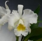 �֥饽��ꥪ���ȥ쥢 ���饦��ץ�󥻥��ޥ���<BR>Blc.Crown Princess Masako (Blc.Tickled x C.Old Whitey)�ڲ֤ʤ�����