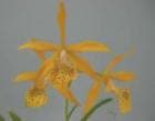 �֥饽��ꥢ ������ǥ󥰥�����<BR>Bl.Golden Glory�ڲ֤ʤ�����