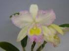 �֥饽���ȥ쥢 �������������顼 �ƥ������åɥ饤�֥�꡼��<BR>Bc.Water Color ��Orchid Liblary�ǡڲ֤ʤ�����