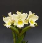 �֥饽��ꥪ���ȥ쥢 �ץ�󥹥��֥��ꥨ��� �ƥʥʡ�<BR>Blc.Prince of Orient ��Nana�� (Bc.Pink Debutant x Blc.Golden Delicious)�ڲ֤ʤ�����