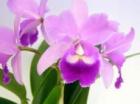 ���ȥ쥢 �ߥ˥ɥ꡼��<BR>C.Mini Dream (Yohroh x walkeriana)�ڲ֤ʤ�����