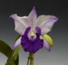 ��ꥪ���ȥ쥢 �ƥ֥롼�ϥ磻��<BR>Lc.Memoria Robert Strait ��Blue Hawaii�� (C.walkeriana x Lc.Wayndora)�ڲ֤ʤ�����