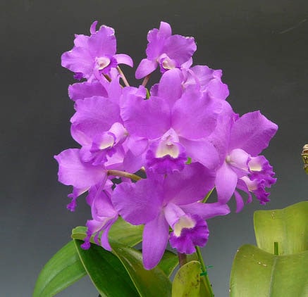 カトレア andrea cardone アンドレアカルドネ ハンドバッグ 1940 S レディース