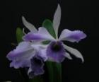 ��ꥪ���ȥ쥢 �����������֥�� �ƥ֥롼����ǥ�����<BR>Lc.C.G.Roebling ��Blue Indigo�� (C.gaskelliana x L.purpurata)�ڲ֤ʤ�����