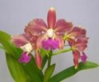 ��ꥪ���ȥ쥢 �ϥ������ޥ����륿�� �ƥ��ޡ����ڥ������顼��<BR>Lc.Hausermann's Sultan ��Summer Spectacular�ǡڲ֤ʤ�����