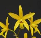 ��ꥢ ���ʥꥨ�󥷥� �ƥ�����ǥ󥰥�����<BR>L.Canariensis ��Golden Glow�� HCC/AOS (L.anceps x L.harpophylla)�ڲ֤ʤ�����