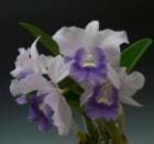 ��ꥪ���ȥ쥢 �ե����ʥ�֥롼 �ƥ�����ѡ��ץ��<BR>Lc.Final Blue ��Royal Purpel�� BM/JOGA (Lc.Blue Dynasty x C.walkeriana)�ڲ֤ʤ�����