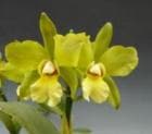 �֥饽��ꥪ���ȥ쥢 �衼��������<BR>Blc.Yorktown ��Virginia�� AM/AOS(80) (C.bicolor x Blc.Golden Slippers)�ڲ֤ʤ�����