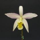 ��ꥢ �С��Х�ɥ�ͥ�<BR>L.Barbara Donnell (anceps x flava)�ڲ֤ʤ�����