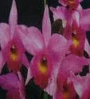 ��ꥪ���ȥ쥢 ����˥��ڥ��� �ƥ֥롼��󥤥󥻥��<BR>Lc.Janice Pettee ��Blumen Insel�ǡڲ֤ʤ�����